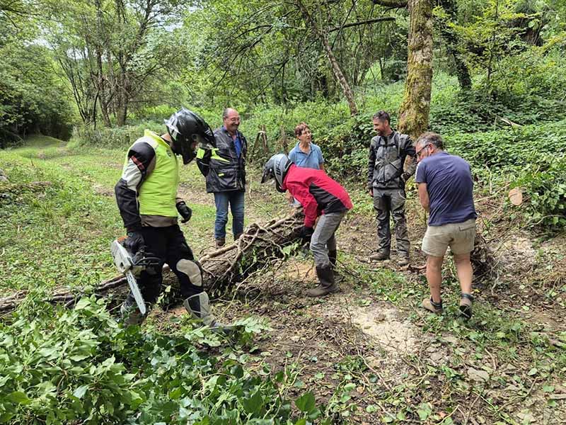 Débardage d'un arbre en cours dans le Bugey