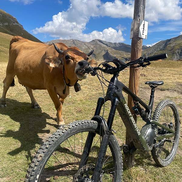 Vache qui goûte au vélo lors du tour du Mont-Blanc en e-bike