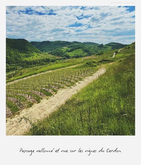 Vue sur un paysage vallonné et vignoble lors du week-end Bugey