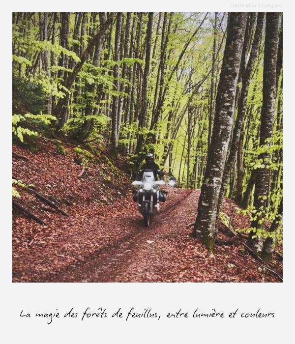 Passage dans une forêt verdoyante lors de la randonnée trail en Haute-Savoie