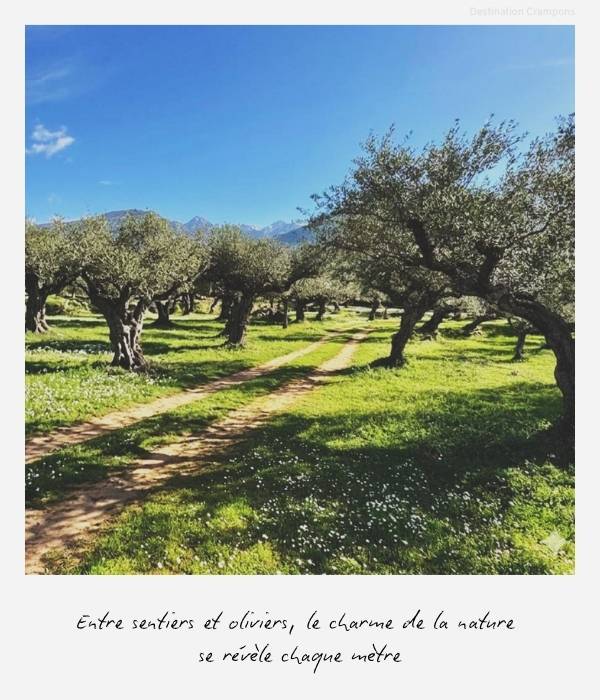 Polaroid voyage en Grèce : "Entre sentiers et oliviers, le charme de la nature se révèle chaque mètre"