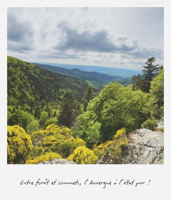 Polaroid panorama Monts Forez : "Entre forêt et sommets, L'Auvergne a l'état pur !"